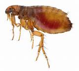 Flea Pest Control Images