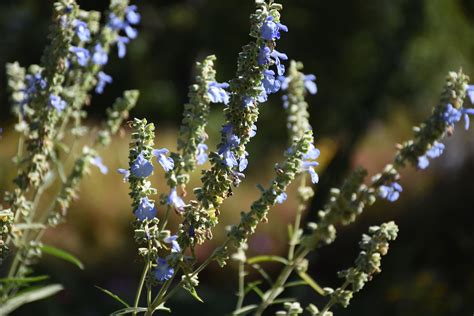 Blue Sage Salvia Azurea Discover Share