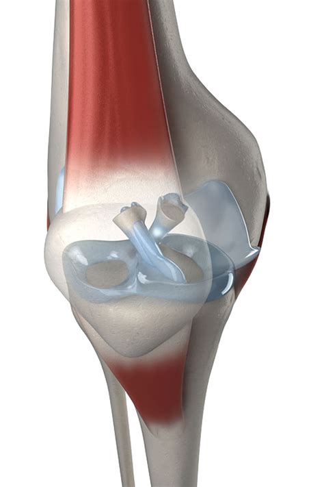 Acl And Pcl Rupture And Reconstruction Oasis Orthopaedics Melbourne