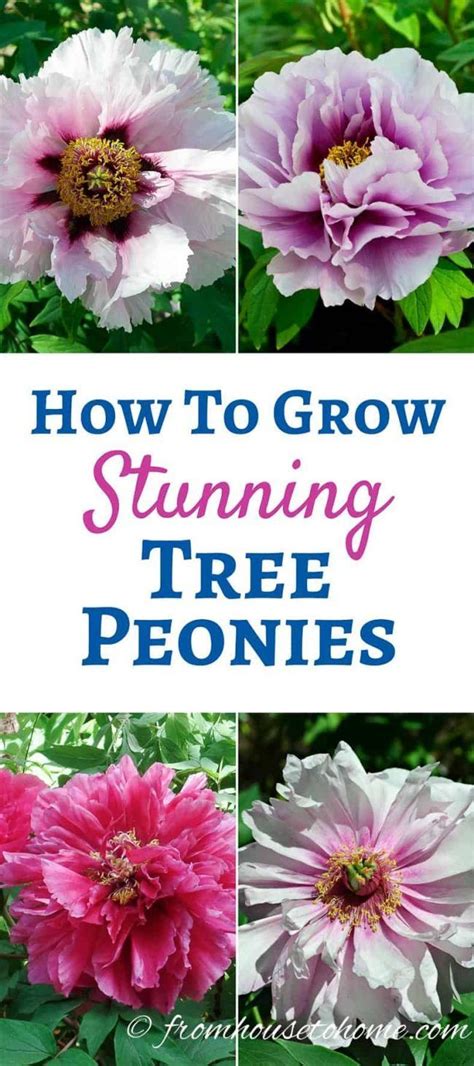 Learn All The Details Of How To Care For And Grow Tree Peonies That