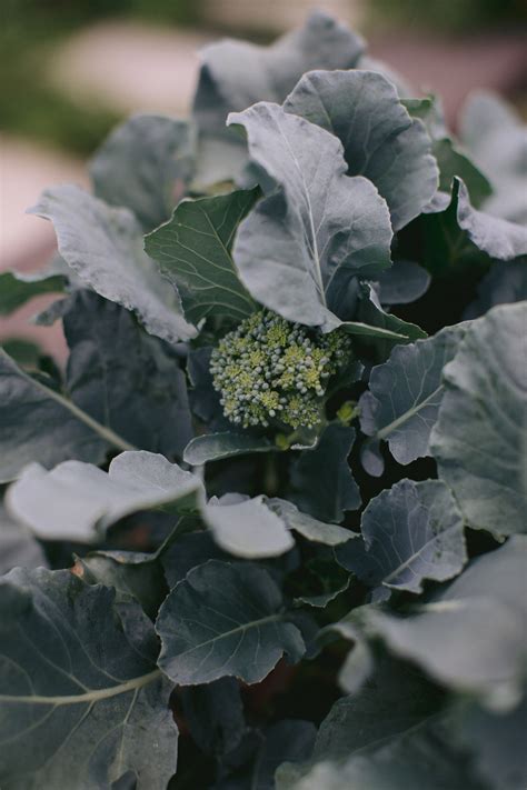 How To Grow Broccoli In An Organic Kitchen Garden Gardenary