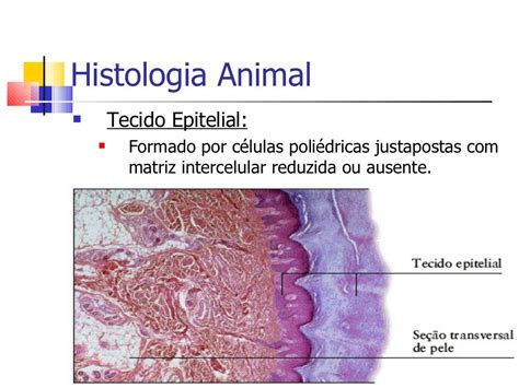 Histologia Animal 2