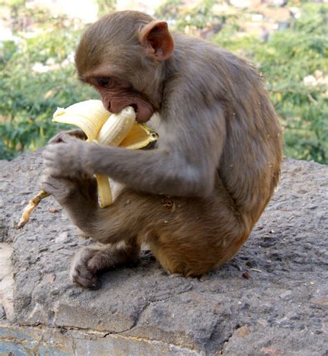 Draw this cute banana by following this drawing lesson. 15 Odd And Interesting Facts about Monkeys