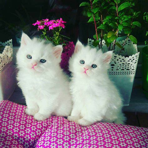 Free Fluffy White Kittens Small Fluffy White Kitten Breed Ragdoll