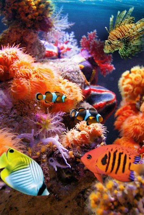 Colorful Sea Life Marine Life Pinterest