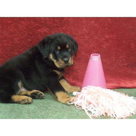 High quality, farm raised rottweiler puppies from our family to yours. Puppies for sale - Rottweiler, Rottweilers, Rotts, Rotties - ##f_category## in Barnes City, Iowa
