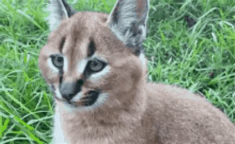 Floppa Caracal  Floppa Caracal Big Cat Discover Share S Otosection