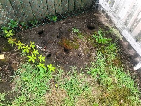 Here is how to determine which troublemaker however, mice and rats often take over the burrows of shrews and voles. Fill Rat Holes In Yard - A Pictures Of Hole 2018