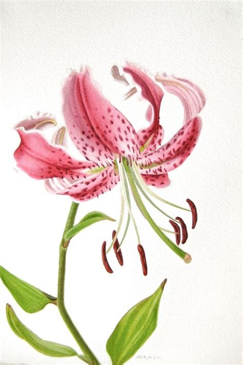 Watercolor Stargazer Lily At Getdrawings Free Download
