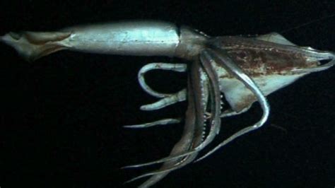 So far, it was discovered in the northern part of the. Giant squid seen in Northern Pacific - CNN Video