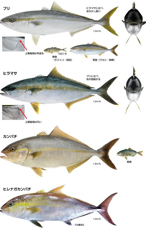 小学館のweb図鑑z 日本の魚とは、どのようなものか 魚 ヒラマサ 料理 レシピ