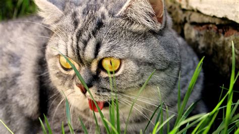 Wallpaper Face Grass Wildlife Whiskers Wild Cat Beautiful
