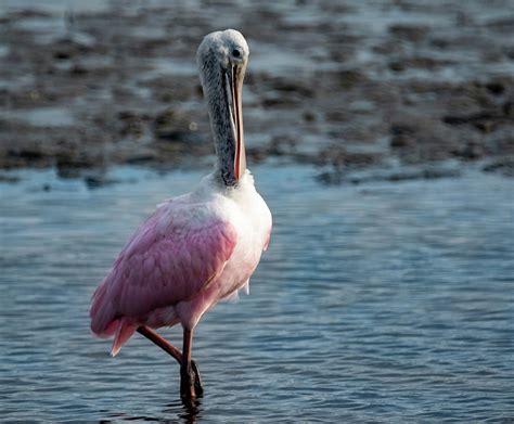 Rose Spoonbill Photograph By Judy Karendal Pixels