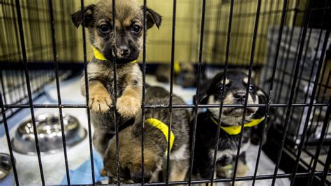 The Sanctuary For Homeless Paws How Portage County Humane Society Provides A Safe Haven For Animals