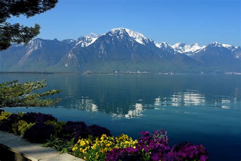 Lake Geneva Switzerland Mountain Reflection Water Flower