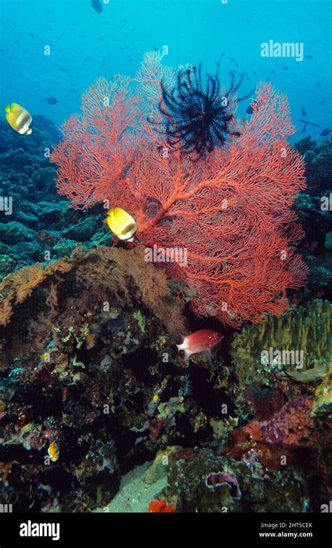 Tropical Reef Scene With Sea Fans Crinoids Sponges And Fish