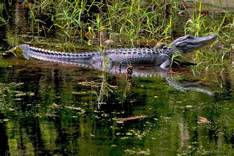 Where To See Alligators In Florida 13 Gator Watching Spots The