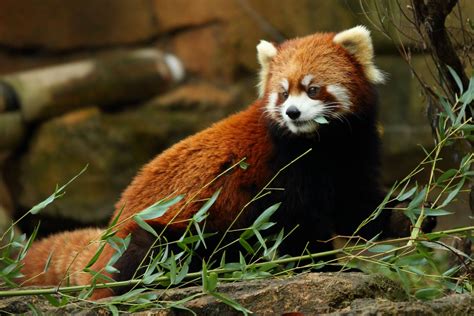Red Panda Ailurus Fulgens 4284x2856 Oc Imgur Animals Beautiful