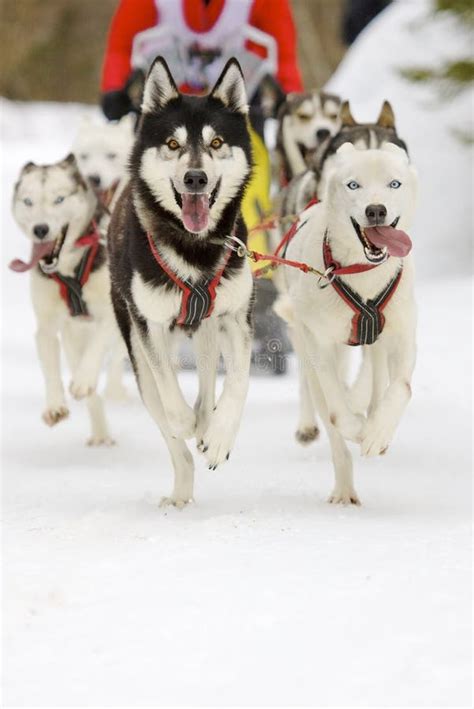 Two Sled Dog Huskys Stock Image Image Of Competition 13528269