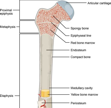 Anatomy And Physiology Of Bone Anatomical Charts And Posters