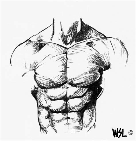 Torso Study By Harrym32 On Deviantart