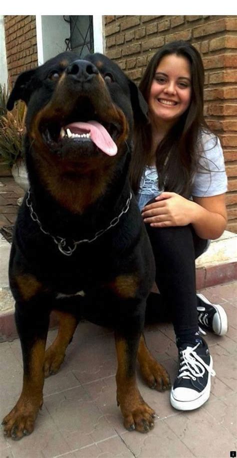 Giant pitbull hulk's $15,000 puppies | dog dynasty. Rottweiler Pitbull Dog Price In India