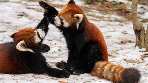 Red Pandas Playing Hd Wallpaper Download Free Hd Wallpapers