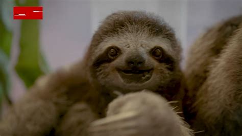 October 20 Is International Sloth Day Abc7 Chicago