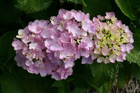 Hydrangea Not Blooming Home Garden Joy