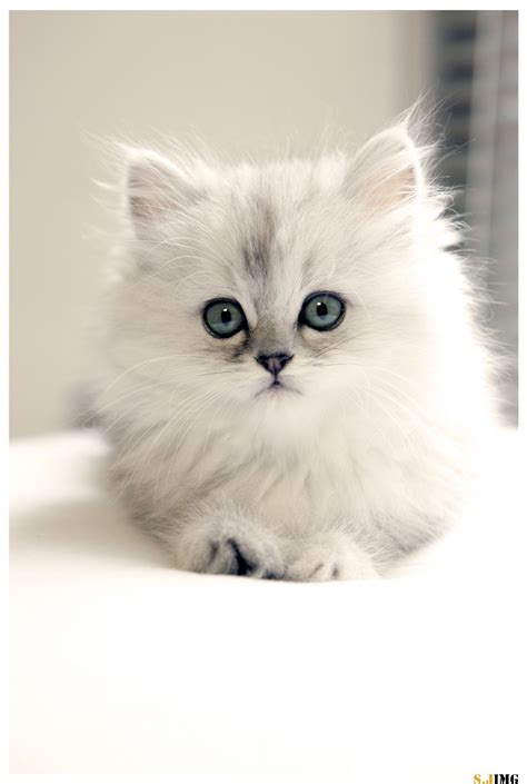 Persian Cat By Jing Shen On 500px White Veja Este Link