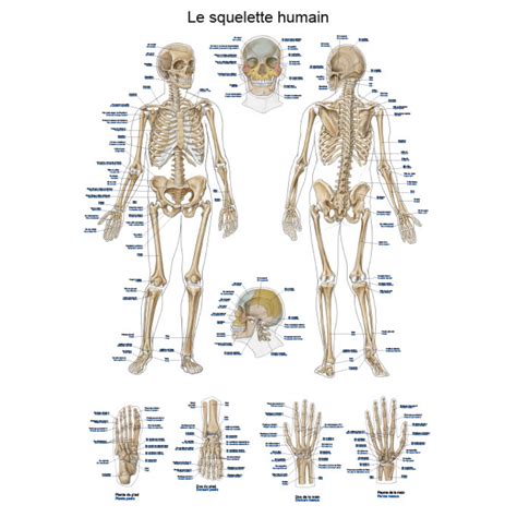 Planche Anatomique Le Squelette Humain X Cm Fran Ais Et