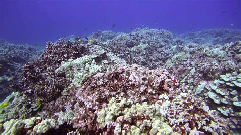 Coral Reefs In South Kona Hawaii Island Youtube