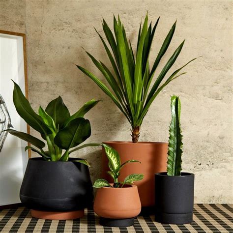 Vasap Design Loja Online De Vasos Para Plantas Vasos De Plantas
