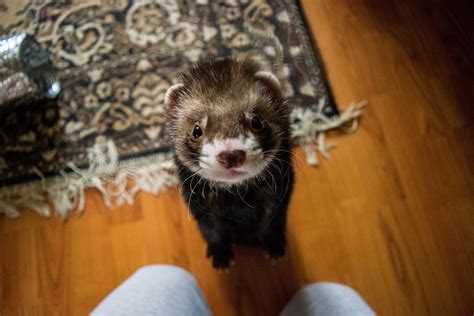Top 10 Ferret Toys For Your Pet