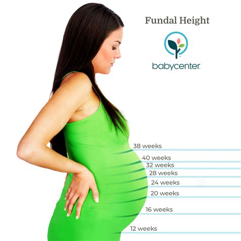 Fetal Weight Chart At 20 Weeks