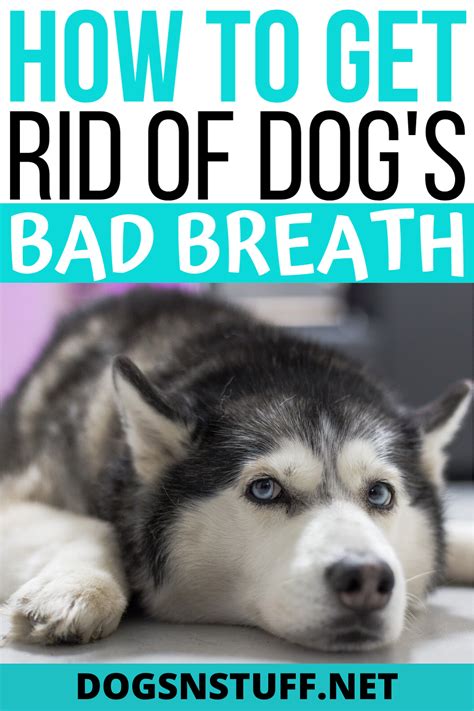 How To Get Rid Of Dog Bad Breath Bad Dog Breath Dog Bad Breath