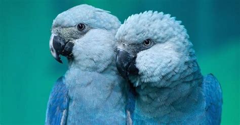 The Spixs Macaw The Blue Parrot You Saw In The Film Rio Is Now Extinct