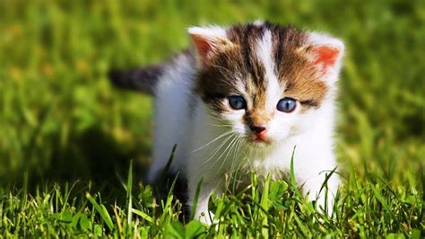 Cute Kitten Images Hd Cute Kitten Desktop Wallpaper 60 Images