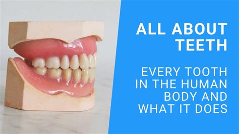 What Are The Different Types Of Teeth And Their Functions Youtube