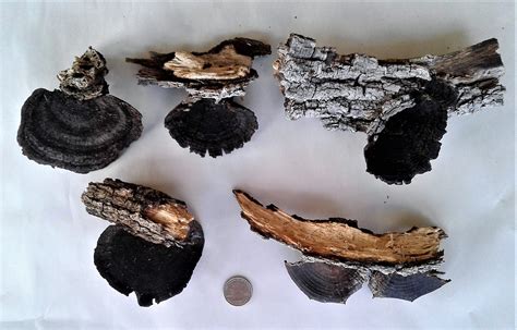 Black Tree Fungus On Bark Five Pieces Free Us Shipping