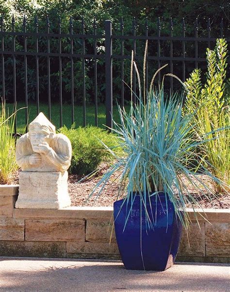 40 Best Ornamental Grasses For Containers 19 Ornamental Grasses