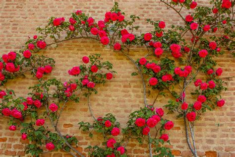 So it's in full shade with plenty. The UK's 7 Best Climbing Roses For Shade | UpGardener™