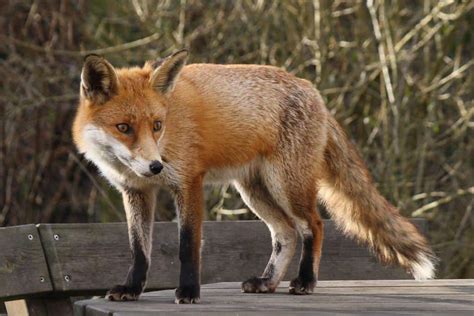 Fox Animal Facts Vulpes Vulpes Az Animals