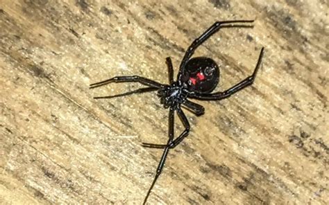 Jumping Spider Vs Black Widow Whats The Difference