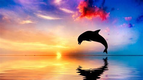 Download Dolphin Jumping Out Of Water Sunset View 4k