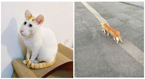 Panoramic Photos Of Cats Gone Terribly Wrong Funny Animal Photos Funny