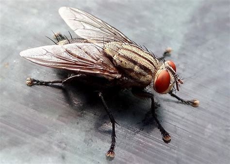 Horse Fly Vs House Fly Main Differences With Pictures Pet Keen