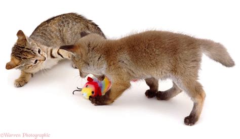 Fox And Kitten Disputing Over Toy Photo Wp00908