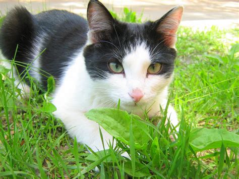 Green Eyes Black And White Cat — Russian Cats Pictures