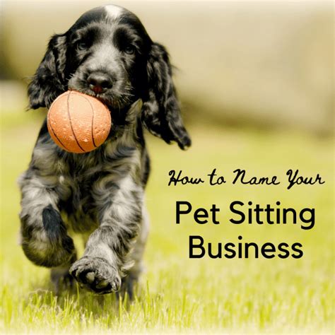 50 Fantastic Pet Sitting Business Name Ideas Toughnickel